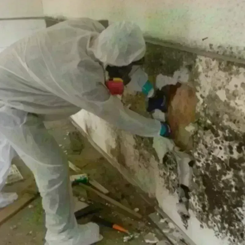 Mold Remediation and Removal in Colchester, CT